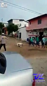 PITBULL attacks DOG = villagers try to help =
