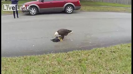 Bald Eagle Catches and Eats Neighbors Cat People Laugh about it