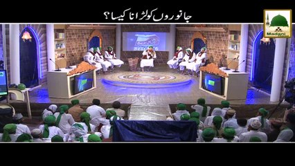 Zehni Azmaish - Question, Janwaron Ko Larana Kaisa