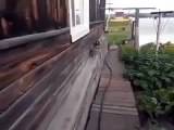 Dog Carries Lazy Cat into the House