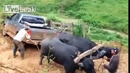 Guy With Oxen Humiliates Driver Stuck In Mud With His Pick-Up Truck