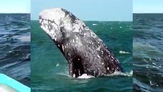 Mexico: Canadian Woman dies after grey whale crashes into tourist boat off Baja California Sur