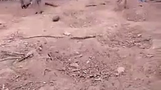 Guy tries running past wild boar - Will he make it?