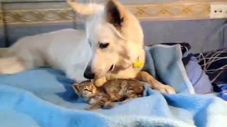 Dog and Kitten Share Touching Bond