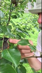 Cet homme a recueillit un oiseau et l'a élevé... Magique!