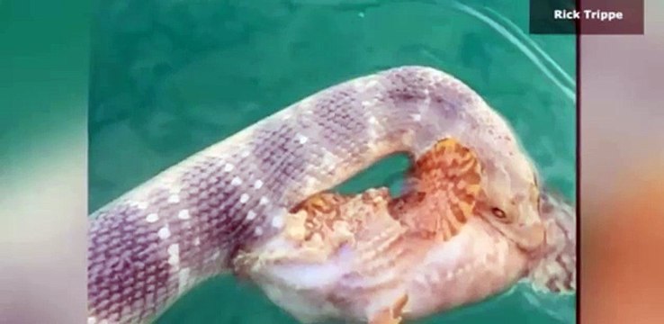 مواجهة بين أفعى سامة وسمكة فتاكة