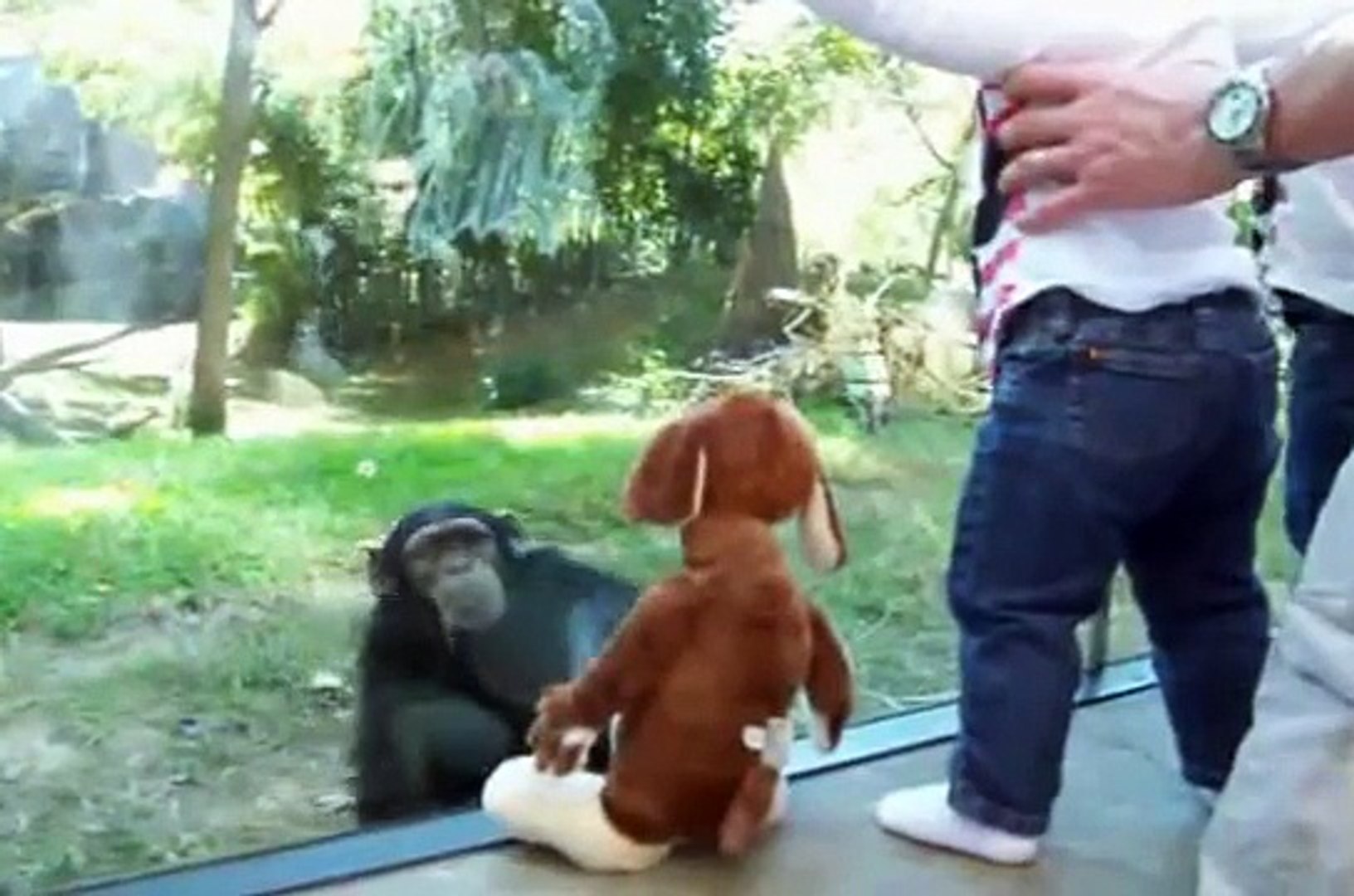 Hilarious Young Chimpanzees at the North Carolina Zoo