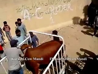 Dangerous-Bull-ran-away-Qurbani-Cow-2015