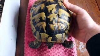 Hibernating Tortoise Unboxing