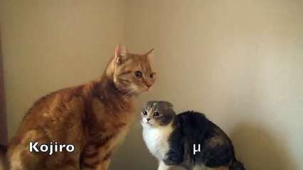 怒ってたのに滑って恥ずかしそうな猫 Cat was angry, but cat shy slipped