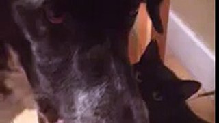 Cat Hugs Dogs when he Returns After 10 Days