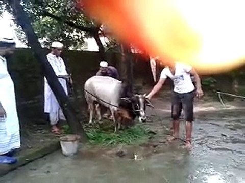 Dangerous-Cow-Qurbani in-bangladesh Eid-ul-Azha-2015