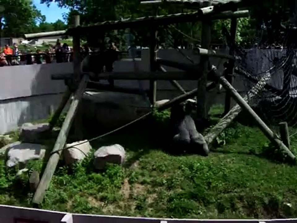 Gorilla Fight
