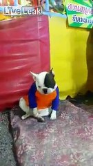 Dog caught jacking off at the fair