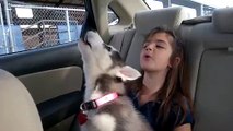 Husky Puppy Howls Along With Her Husky Pal