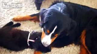 Kitten gets tons of affection from family dog