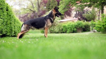 german shepherd Lexus - Tricks