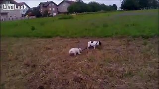 French Bulldog puppy takes her dad for a walk