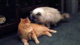 Kitten eases tension between adult cats