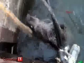 Kanala düşen domuz böyle kurtarıldı