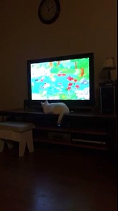 Cat watches cartoon