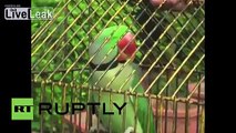 India: Meet Hariyal, the foul-mouthed parrot detained for insulting elderly woman