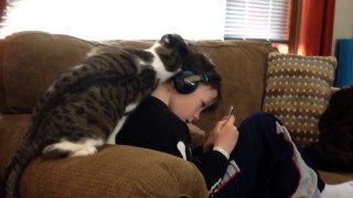 This Cat Really Loves His Boy