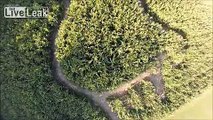 Drone flight over corn field shows a creature.