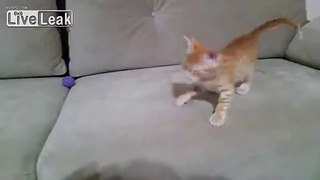 Funny kitten - Kaze