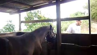 Cowboy feeding his horses Puerto Rico