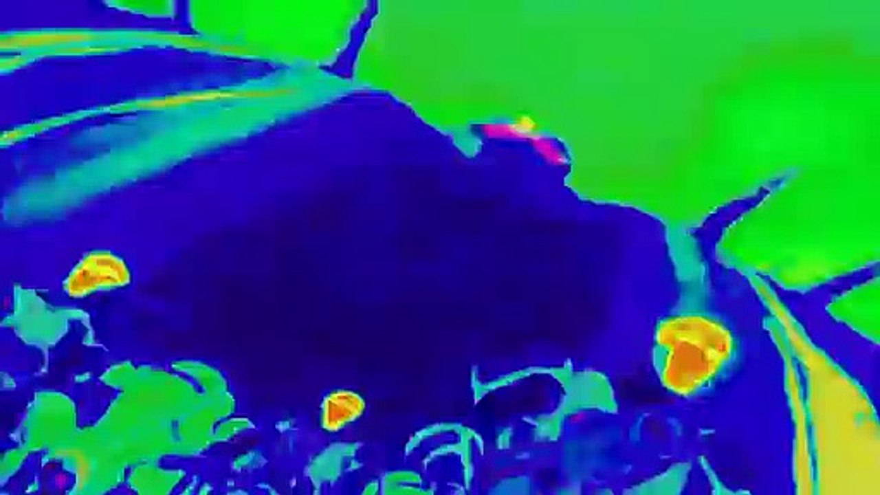 Zyga2.wmv