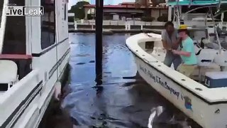 Alligator steals catch!