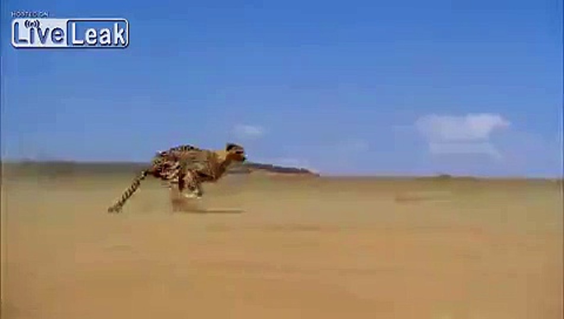 fastest land mammal