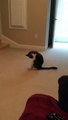 Cat Picks a Fight With His Tail