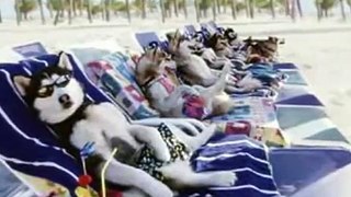 Funny Animal Clip 2015