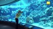 Advanced photography - Shooting marine life in aquariums (DSLR tips & tricks)