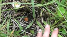 Psilocybin Cubensis mushrooms- examples in situ - part 3