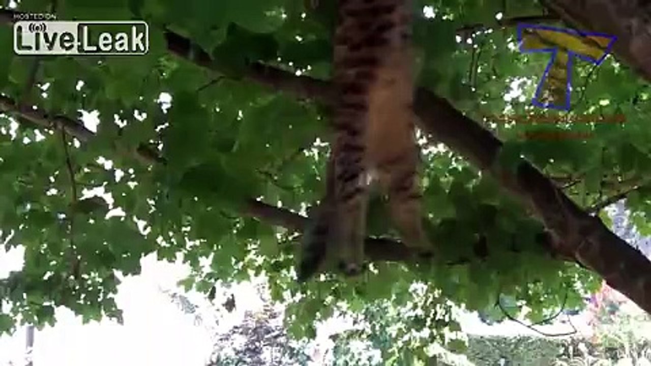 Wish I could Upload UFO videos...Guess im the cat guy now