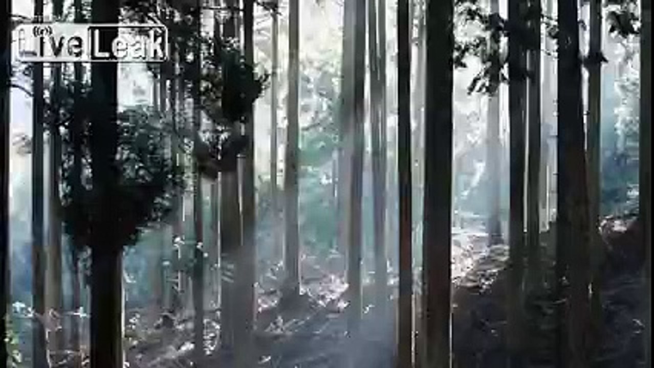 Garden of sound! Great art!