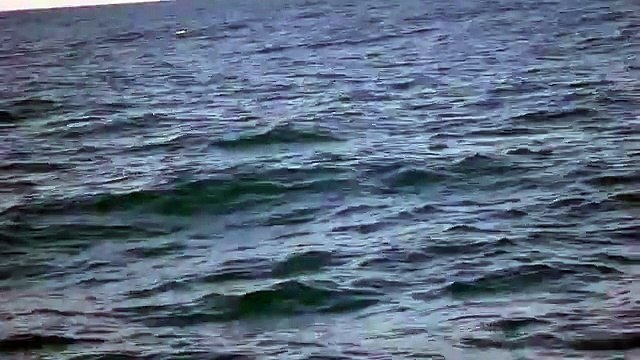 Une baleine à bosse surgie au large du bassin d'Arcachon