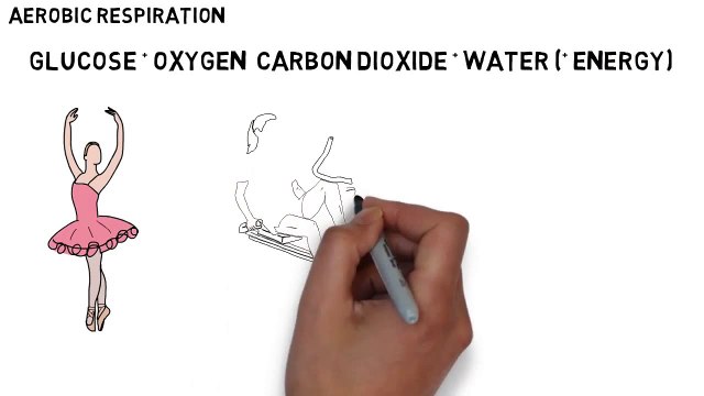 GCSE Biology - Aerobic & Anaerobic Respiration