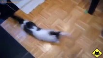 Funny Cats - Funny Cat Videos - Funny Animals - Funny Fails - Cats Chasing Shadows 2015