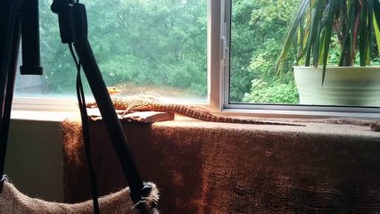 Pazuzu really likes duck heart