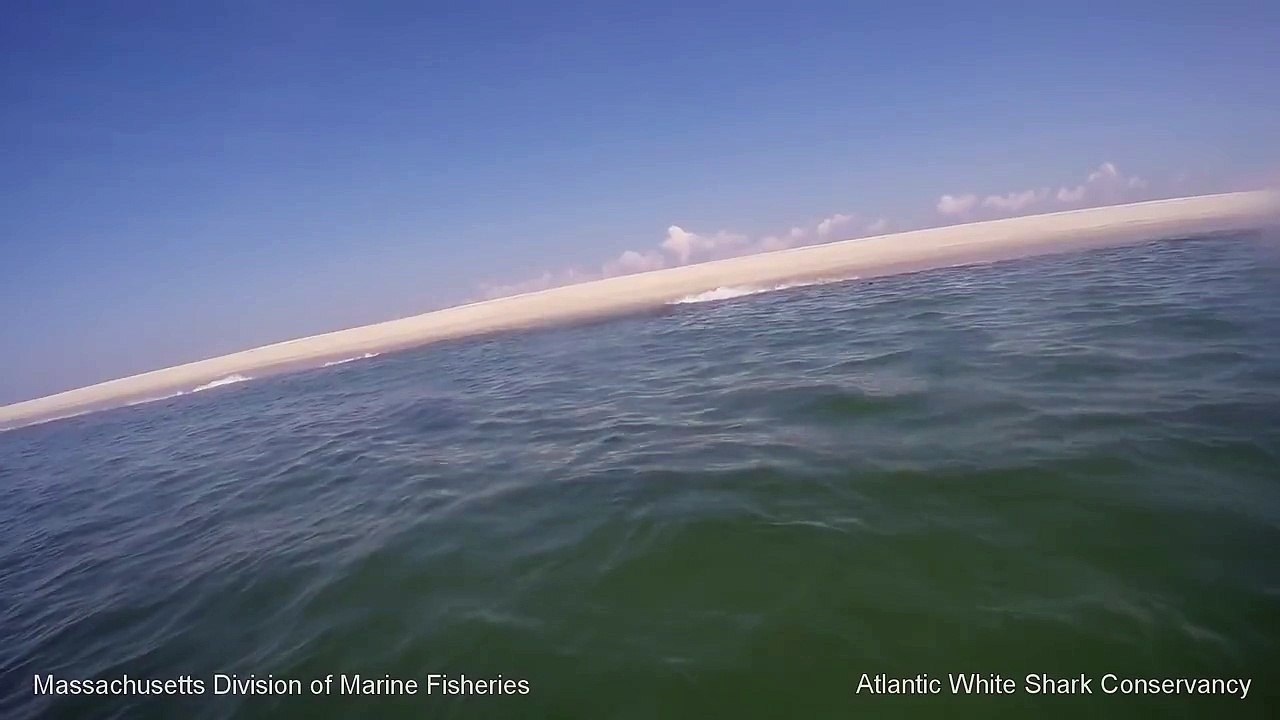 White-Shark-0:-Seal-1---Cape-Cod