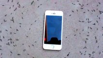 Des fourmis forment un cercle autour d'un iPhone