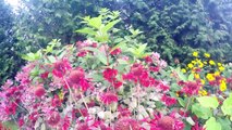 Grandmother's Yard - GoPro Hero 4 - Hanmer, Ontario, Canada - Flowers, Gardens, Trees, Birds