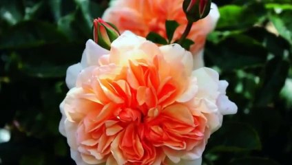 Top 10 Most Beautiful ORANGE ROSES
