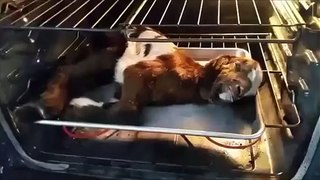 Farmer Attempts to Save Baby Goat's Life by Putting it in the Oven