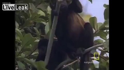 Lexington Steel Howler Monkeys