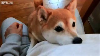 Funny Video dog